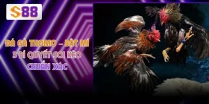 Đá Gà Thomo – Bật Mí 3 Bí Quyết Soi Kèo Chuẩn Xác