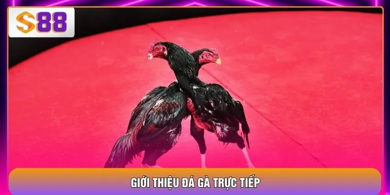 Giới thiệu đá gà trực tiếp