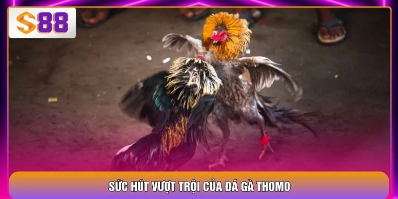 Sức hút vượt trội của đá gà Thomo